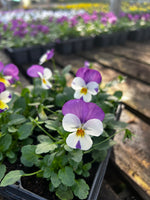 Bedding Viola "White with Violet Wing" - 6 Pack