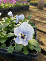 Bedding Viola "Rocky Light Marina" - 6 Pack