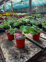 Aquilegia "Rose Ivory" - 9cm Pot  x 3 Plants