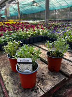 Woolley Moor Nurseries Iberis 'Snowdrift' White - 9cm Pot x 3 Plants - Woolley Moor Nurseries