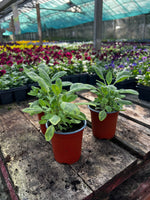 Woolley Moor Nurseries Salvia officinalis 'Aurea' (Sage) - 9cm Pot x 3 Plants - Woolley Moor Nurseries