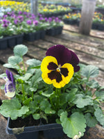 Bedding Pansy "Yellow with Purple Wing" - 6 Pack