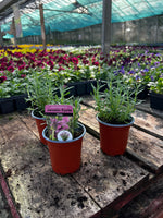 Woolley Moor Nurseries Lavandula stoechas 'Javelin Forte Rose' (French Lavender) - 9cm Pot x 3 Plants - Woolley Moor Nurseries