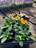 Bedding Viola "Orange with Purple Wing" - 6 Pack