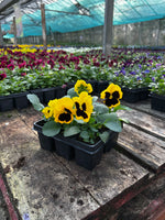 Bedding Pansy "Yellow Blotch" - 6 Pack