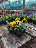 Woolley Moor Nurseries Bedding Pansy "Yellow Blotch" - 6 Pack - Woolley Moor Nurseries