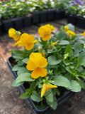 Woolley Moor Nurseries Bedding Viola "Yellow" - 6 Pack - Woolley Moor Nurseries