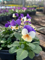 Bedding Viola "Peach Jump Up" - 6 Pack