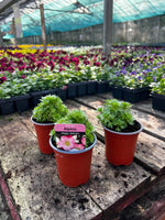 Woolley Moor Nurseries Saxifraga "Magic Salmon" - 9cm Pot x 3 Plants - Woolley Moor Nurseries