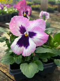 Bedding Pansy "Pink Blotch" - 6 Pack