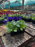 Woolley Moor Nurseries Bedding Pansy "Blue Blotch" - 6 Pack - Woolley Moor Nurseries