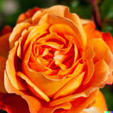 Bush Rose "Orange Morsdag"