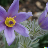 Woolley Moor Nurseries Pulsatilla "Blue Violet" - 9cm Pot x 3 Plants - Woolley Moor Nurseries