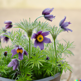 Woolley Moor Nurseries Pulsatilla "Blue Violet" - 9cm Pot x 3 Plants - Woolley Moor Nurseries