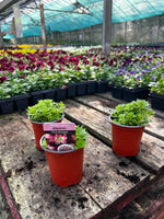 Woolley Moor Nurseries Saxifraga "Pink picotee" - 9cm Pot x 3 Plants - Woolley Moor Nurseries