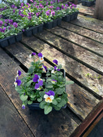 Bedding Viola "Peach Jump Up" - 6 Pack