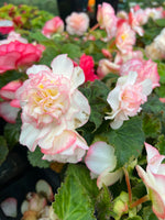 Woolley Moor Nurseries Begonia NonStop (Upright) "Rose picotee" - 9cm x 3 Plants - Woolley Moor Nurseries