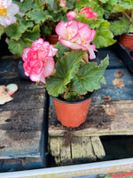 Woolley Moor Nurseries Begonia NonStop (Upright) "Rose picotee" - 9cm x 3 Plants - Woolley Moor Nurseries