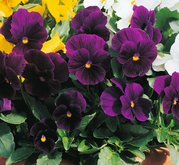 Bedding Viola "Violet" - 6 Pack