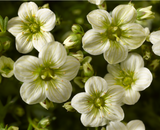 Woolley Moor Nurseries Saxifraga "Touran Lime Green" - 9cm Pot x 3 Plants - Woolley Moor Nurseries