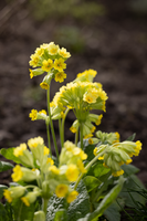 Woolley Moor Nurseries Primua Cabrillo "Dark Yellow" - 9cm Pot x 3 Plants - Woolley Moor Nurseries