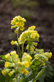 Primua Cabrillo "Dark Yellow" - 9cm Pot  x 3 Plants