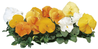 Woolley Moor Nurseries Bedding Pansy "Citrus Mix" - 6 Pack - Woolley Moor Nurseries