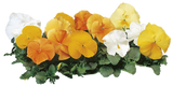 Woolley Moor Nurseries Bedding Pansy "Citrus Mix" - 6 Pack - Woolley Moor Nurseries