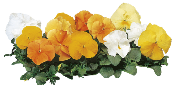 Woolley Moor Nurseries Bedding Pansy "Citrus Mix" - 6 Pack - Woolley Moor Nurseries