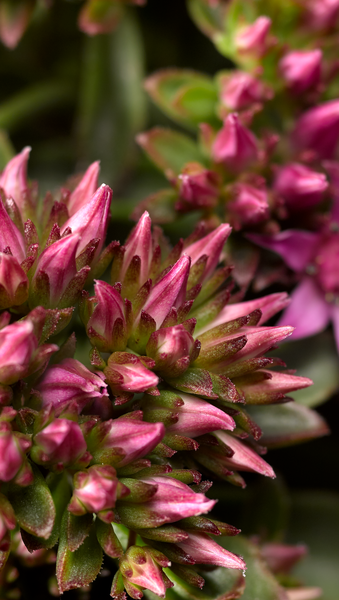 Woolley Moor Nurseries Sedum Spurium "Spot on Pink" - 9cm Pot x 3 Plants - Woolley Moor Nurseries