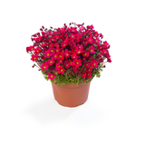 Saxifraga "Lofty Dark Rose Shades" - 9cm Pot  x 3 Plants