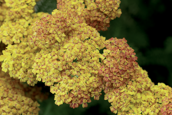 Woolley Moor Nurseries Achillea 'Desert Eve Teracotta' - 9cm Pot x 3 Plants - Woolley Moor Nurseries