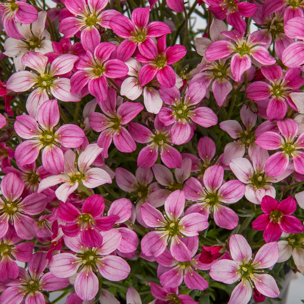 Woolley Moor Nurseries Saxifraga "Sax Appeal Carnival" - 9cm Pot x 3 Plants - Woolley Moor Nurseries