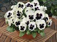 Woolley Moor Nurseries Bedding Pansy "White Blotch" - 6 Pack - Woolley Moor Nurseries