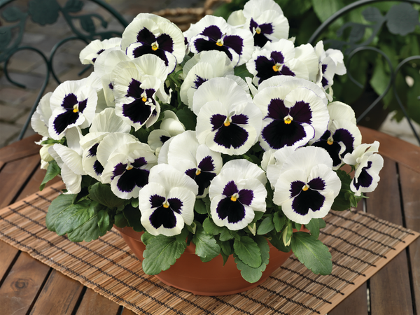 Bedding Pansy "White Blotch" - 6 Pack