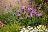 Woolley Moor Nurseries Lavandula stoechas 'Javelin Forte Rose' (French Lavender) - 9cm Pot x 3 Plants - Woolley Moor Nurseries