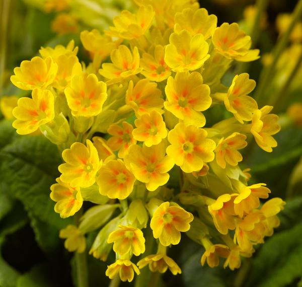 Woolley Moor Nurseries Primua Cabrillo "Dark Yellow" - 9cm Pot x 3 Plants - Woolley Moor Nurseries