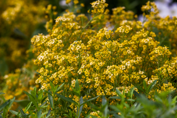 Aurinia (Alyssum) 'Summit Yellow' - 9cm Pot  x 3 Plants