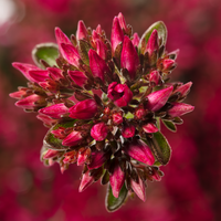 Sedum Spurium "Spot on Deep Rose - 9cm Pot  x 3 Plants