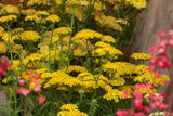 Woolley Moor Nurseries Achillea 'Desert Eve Light Yellow' - 9cm Pot x 3 Plants - Woolley Moor Nurseries