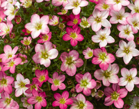 Woolley Moor Nurseries Saxifraga "Pink picotee" - 9cm Pot x 3 Plants - Woolley Moor Nurseries