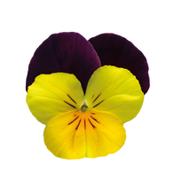 Bedding Viola "Yellow with Purple Wing" - 6 Pack