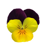 Bedding Viola "Yellow with Purple Wing" - 6 Pack