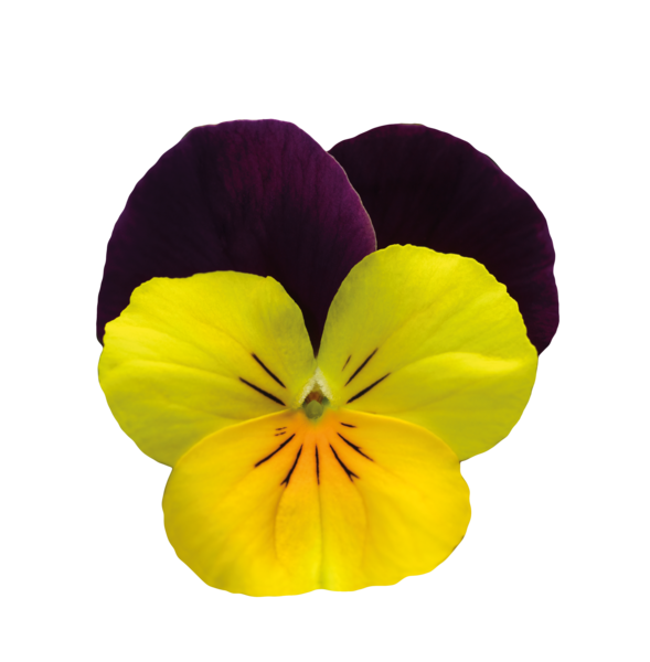 Bedding Viola "Yellow with Purple Wing" - 6 Pack