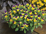 Bedding Viola "Yellow with Purple Wing" - 6 Pack