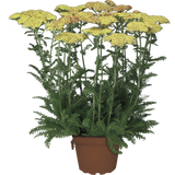 Woolley Moor Nurseries Achillea 'Desert Eve Teracotta' - 9cm Pot x 3 Plants - Woolley Moor Nurseries