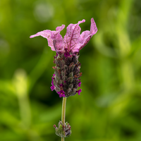 Woolley Moor Nurseries Lavandula stoechas 'Javelin Forte Rose' (French Lavender) - 9cm Pot x 3 Plants - Woolley Moor Nurseries