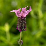 Lavandula stoechas 'Javelin Forte Rose' (French Lavender) - 9cm Pot  x 3 Plants