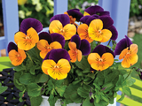 Bedding Viola "Orange with Purple Wing" - 6 Pack