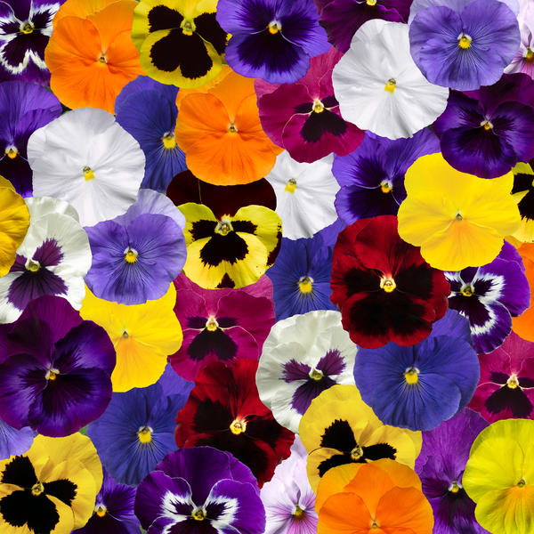 Woolley Moor Nurseries Bedding Pansy "Mix" - 6 Pack - Woolley Moor Nurseries